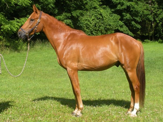 Prince, Irish Draught Sport Horse gelding for sale, superb bloodlines